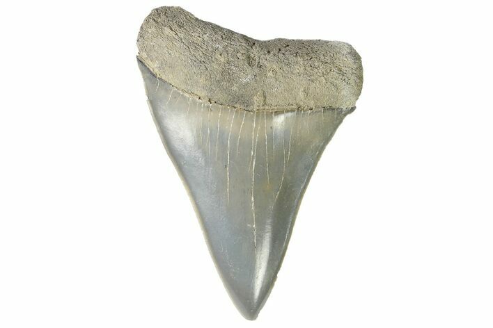 Fossil Mako Tooth - Lee Creek (Aurora), NC #179859